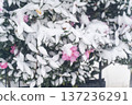 Camellia flowers blooming in the snow① 137236291