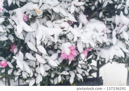 雪中盛開的山茶花① 雪中盛開的山茶花① 137236291