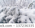 Snow-covered evergreen tree branches ② 137236335