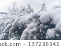 Snow-covered evergreen tree branches① 137236341