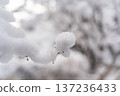 Snow-covered winter branches① 137236433