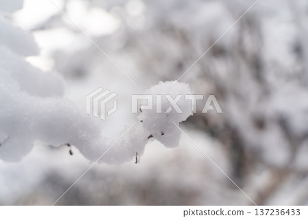 Snow-covered winter branches① 137236433