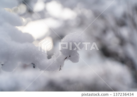 積雪覆蓋的冬日樹枝 ② 積雪覆蓋的冬日樹枝 ② 137236434