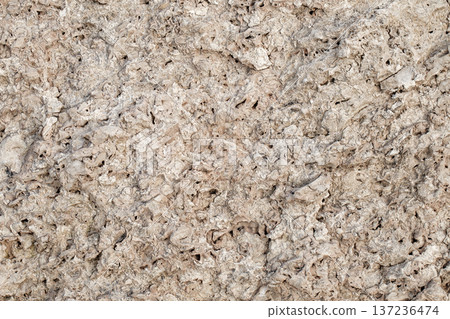 Rock from sedimentary shell rocks close-up, uniform texture background Rock from sedimentary shell rocks close-up, uniform texture background 137236474