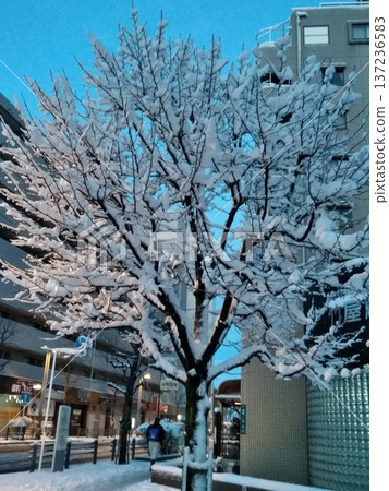 雪化妝 137236583