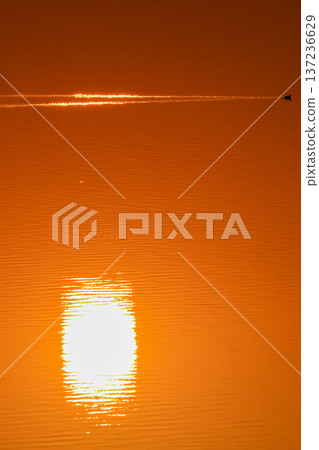 夕陽和水禽倒映在湖面上 137236629