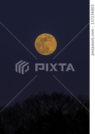 full moon full moon 137236803