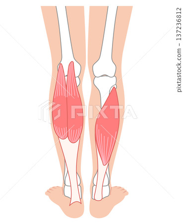 Calf muscles: Gastrocnemius, Soleus, Triceps surae 137236812