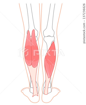 Calf muscles: Gastrocnemius, Soleus, Triceps surae 137236826