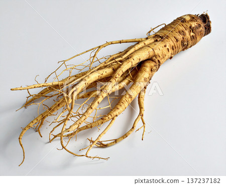Close-up of ginseng root, Chinese herbal medicine 137237182