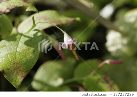 Akushiba flower (deciduous shrub of the Ericaceae family, Vaccinium genus) Akushiba flower (deciduous shrub of the Ericaceae family, Vaccinium genus) 137237289