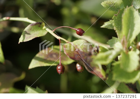 Young fruits of the Vaccinium thunbergii (deciduous shrub of the Ericaceae family) Young fruits of the Vaccinium thunbergii (deciduous shrub of the Ericaceae family) 137237291