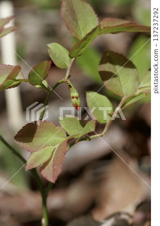 Aksiba buds (deciduous shrub of the Ericaceae family, Vaccinium genus) Aksiba buds (deciduous shrub of the Ericaceae family, Vaccinium genus) 137237292