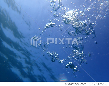 In the sea In the sea 137237552