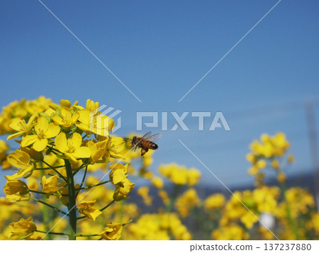 一隻蜜蜂飛向藍天下盛開的黃色油菜花（早春時節，甘草平原的油菜田） 137237880