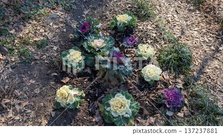 觀賞白菜 137237881