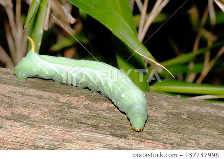 Larvae of the yellow lizard 137237998