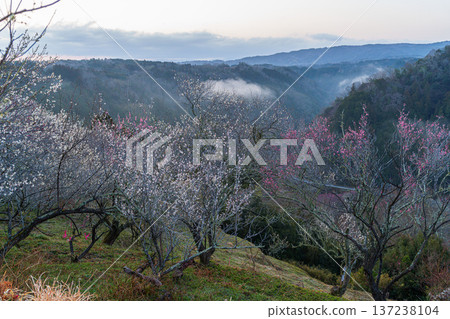 The morning glow illuminates the blossoming plum trees. Tsukigase Baikei during the Plum Festival. A sea of clouds and plum trees hang over the valley. The morning glow illuminates the blossoming plum trees. Tsukigase Baikei during the Plum Festival. A sea of clouds and plum trees hang over the valley. 137238104