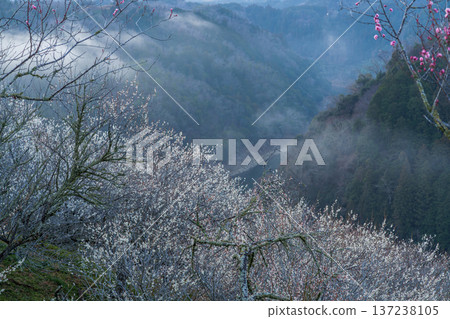 The morning glow illuminates the blossoming plum trees. Tsukigase Baikei during the Plum Festival. A sea of clouds and plum trees hang over the valley. The morning glow illuminates the blossoming plum trees. Tsukigase Baikei during the Plum Festival. A sea of clouds and plum trees hang over the valley. 137238105