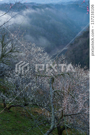 The morning glow illuminates the blossoming plum trees. Tsukigase Baikei during the Plum Festival. A sea of clouds and plum trees hang over the valley. The morning glow illuminates the blossoming plum trees. Tsukigase Baikei during the Plum Festival. A sea of clouds and plum trees hang over the valley. 137238106