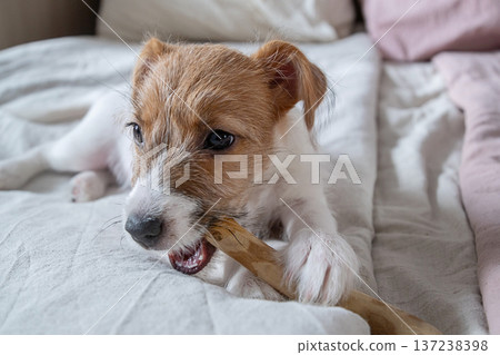 Cute jack russell puppy dog chewing on chew toy. Cute jack russell puppy dog chewing on chew toy. 137238398
