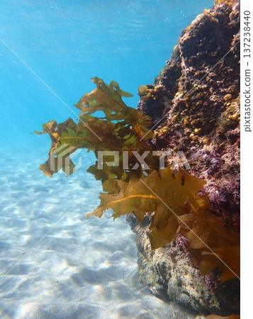 Wakame seaweed swaying Wakame seaweed swaying 137238440