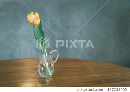 Tulip Tulip 137238495