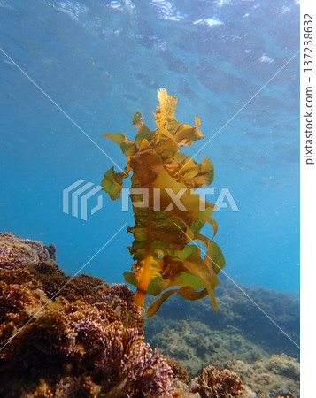 Shallow water Shallow water 137238632