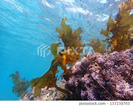 Blue and transparent Blue and transparent 137238703