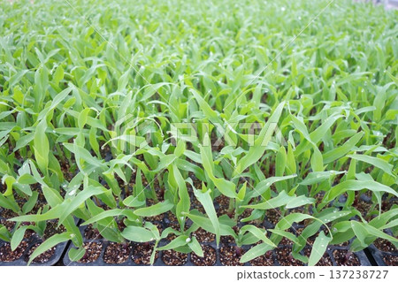 Premium Mirai 85 播種後 20 天 137238727