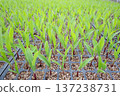 Corn seedlings Mirai 137238731