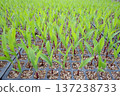 Corn Mirai PSX1913 137238733