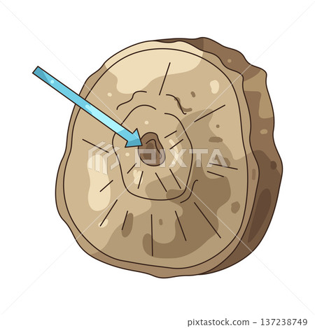 Illustration of tree ring Illustration of tree ring 137238749