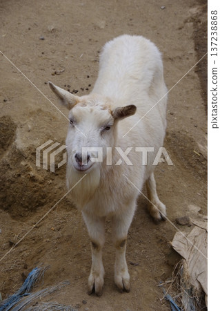 goat 137238868