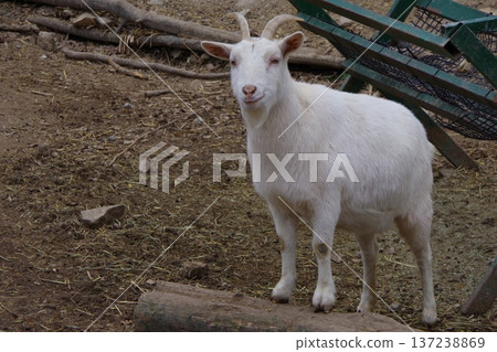 山羊 137238869