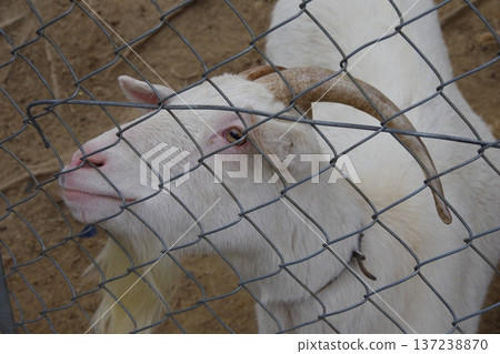 山羊 山羊 137238870