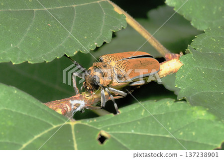 一隻桑螟正在啃食桑樹枝。 137238901