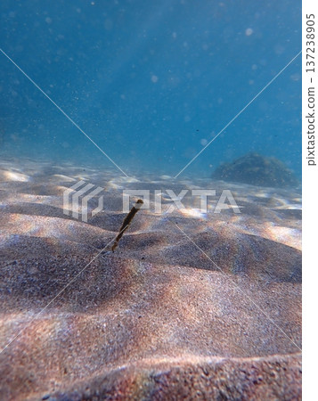 Sandy landscape Sandy landscape 137238905