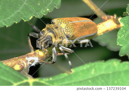 一隻桑螟正在啃食桑樹枝。 一隻桑螟正在啃食桑樹枝。 137239104