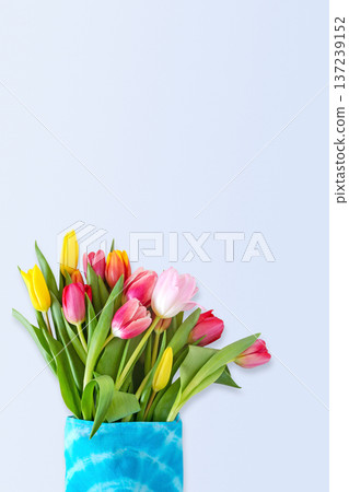 Colorful Tulip Bouquet In Blue Textile Gift Bag On Soft Pastel Background Colorful Tulip Bouquet In Blue Textile Gift Bag On Soft Pastel Background 137239152