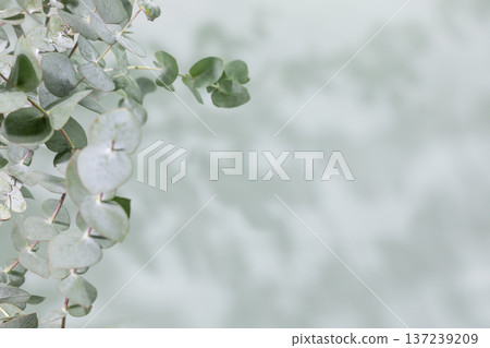 Eco Background with Eucalyptus Branches With Soft Shadows On Light Backdrop Eco Background with Eucalyptus Branches With Soft Shadows On Light Backdrop 137239209