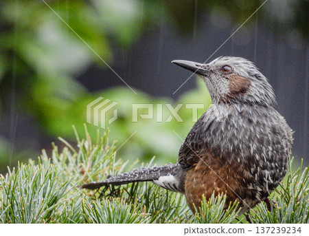 A portrait of a brown-eared ... 137239234
