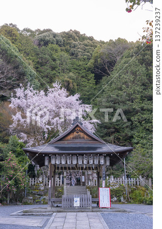 Ootoyo Shrine, worship hall, weeping cherry blossoms and red plum blossoms in full bloom Ootoyo Shrine, worship hall, weeping cherry blossoms and red plum blossoms in full bloom 137239237