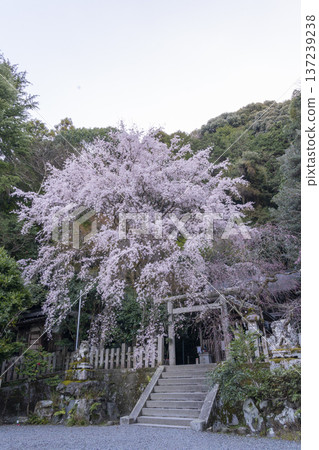 大豐神社正殿,垂枝櫻花和紅梅盛開 大豐神社正殿,垂枝櫻花和紅梅盛開 137239238