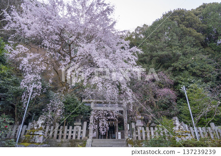 大豐神社正殿,垂枝櫻花和紅梅盛開 大豐神社正殿,垂枝櫻花和紅梅盛開 137239239