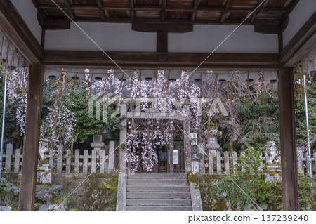 大豐神社正殿，垂枝櫻花和紅梅盛開 137239240