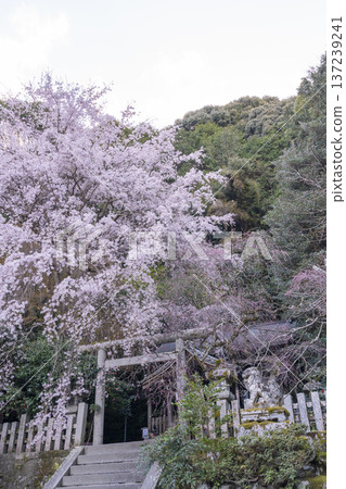 大豐神社正殿，垂枝櫻花和紅梅盛開 137239241
