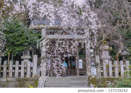 大豐神社本殿:盛開的垂枝櫻花、垂枝紅梅和山茶花 大豐神社本殿:盛開的垂枝櫻花、垂枝紅梅和山茶花 137239242