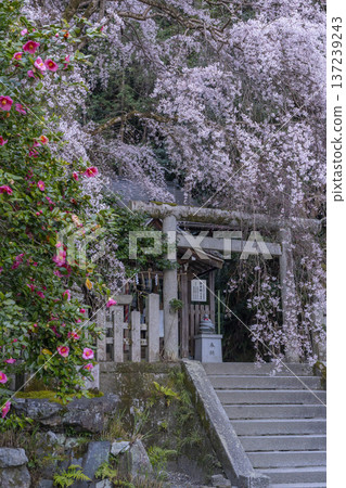 大豐神社本殿:盛開的垂枝櫻花、垂枝紅梅和山茶花 大豐神社本殿:盛開的垂枝櫻花、垂枝紅梅和山茶花 137239243