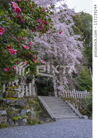 大豐神社本殿：盛開的垂枝櫻花、垂枝紅梅和山茶花 137239244